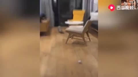 The cat is playing with a ball but did not notice