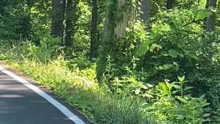 Bear Cub Clambers up Tree to Escape Traffic