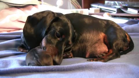 Adorable Footage Of Dachshund Puppies Birth