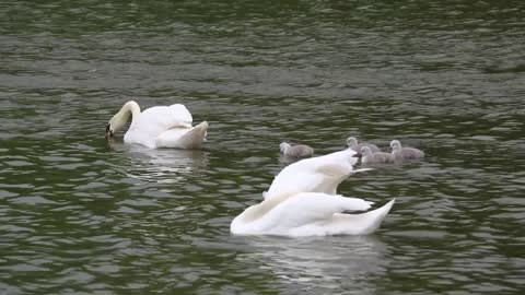 Funny swans at sea