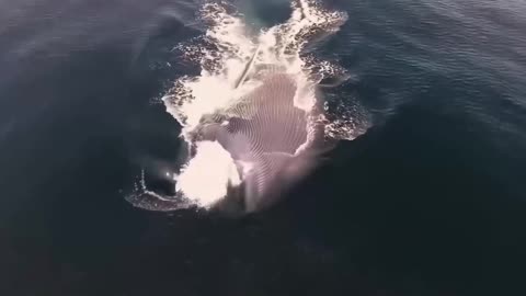 How many fish can a blue whale eat in one bite?