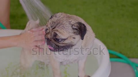 Slow Motion of owner shower