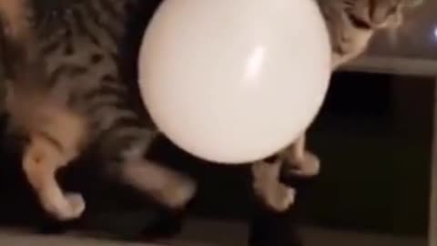 The cat saw the balloon and fell from the table in fear