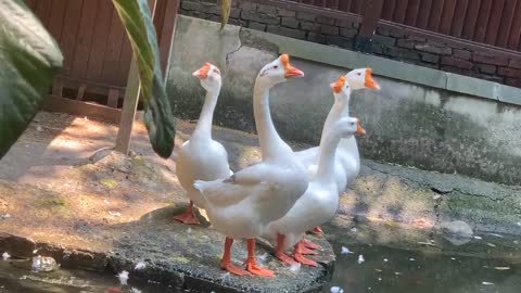 I want to eat these geese
