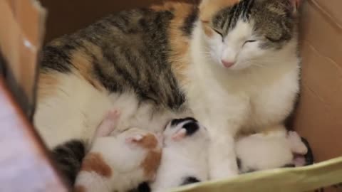 Mother cat and children's cat's cute babies...