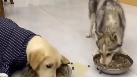 Dog Steals food from other dog😂