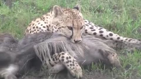 Cheetah Conquers Wildebeest Solo 🐆⚡🦌