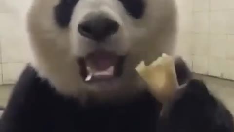 Panda eating love