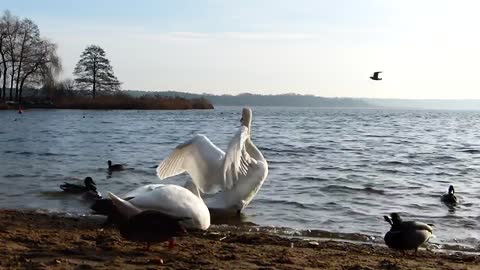 Swans birds swans walking #11