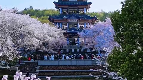 The Cherry blossom are in full bloom in wuxi🌸🍒