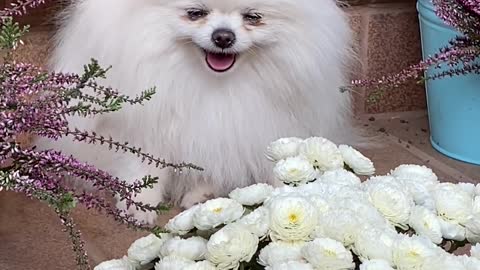 An Adorable White Dog Near White Flowers