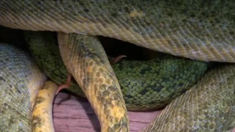 A Look at Spurs of a Male Green Tree Python