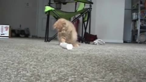 Kitten plays with electric toothbrush