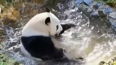 Giant panda takes a bath as happy as a child