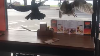 Owl Hides from Crow in Beachside Cafe