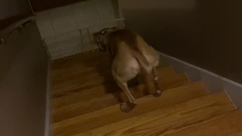 Dog Backs Up The Stairs