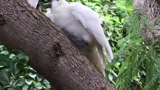 Cranky Cockatoo