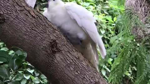 Cranky Cockatoo