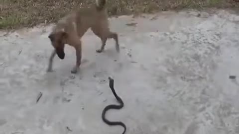 Look that how a dog saved a snake's life