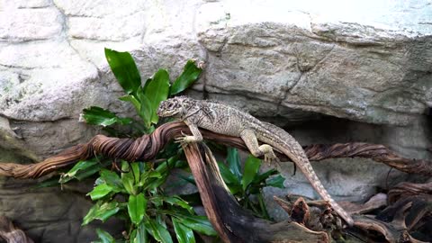 Lizard sitting on a tree