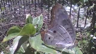 Wonderful butterfly filmed on a leaf during the wind [Nature & Animals]