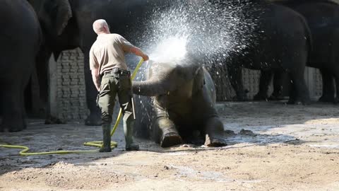 elephant taking a bath!