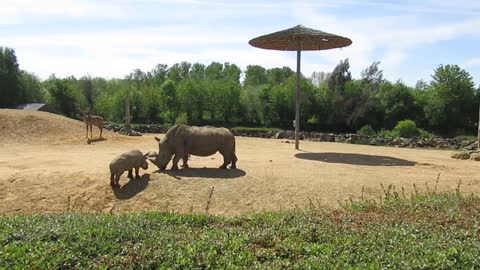 Rhino and son