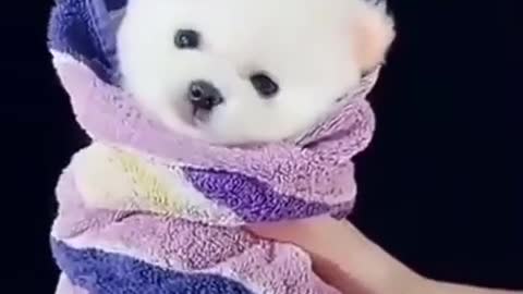 cute puppy, the cutest thing you'll see today