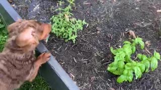 Playful Dachshund Doesn't Let Owner Water Garden in Peace