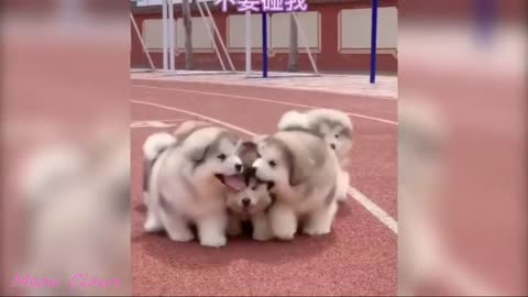 🥰😘😍Baby Alaskan Malamute Cutest and Funniest Moments New Compilation 😍| Try Not To Laugh.