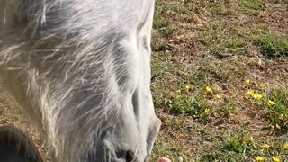 Horse Thinks Mom has Smelly Feet