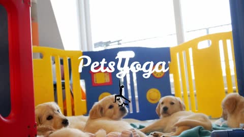 Puppy Yoga