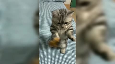 Play with the cutest cat