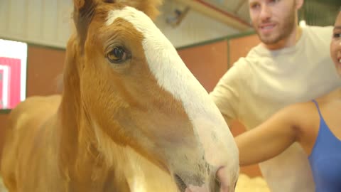 Couple, Two People Petting Baby Clydesdale Horse Colt in Barn, Slow Motion