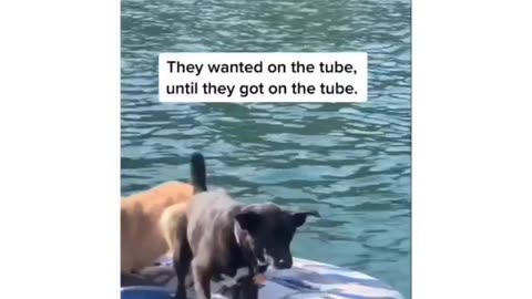 he can't swim cute dog