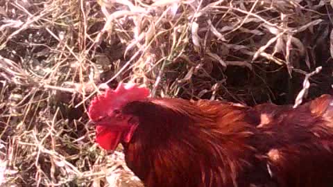 The rooster is hiding from the hens!