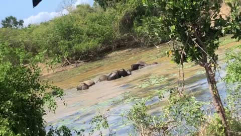 Elephant family in the yala National park lake|#elephant #yalanationalpark #best #fyp #fypシ #lanka