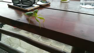 Praying Mantis Attack