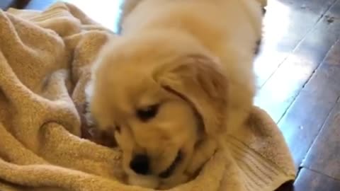 Golden Retriever Puppy Fights With Ice Cube