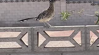 Roadrunner running on a wall in Las Vegas