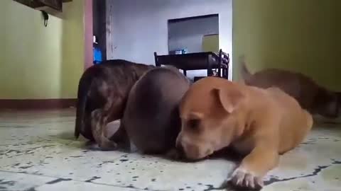 Puppy Lover muy cute pupies