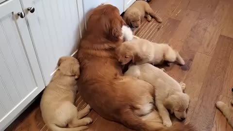 Golden Retriever Dad Babysits Puppies