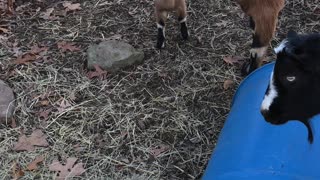 New Baby Kid Goats Playing