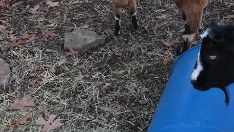 New Baby Kid Goats Playing