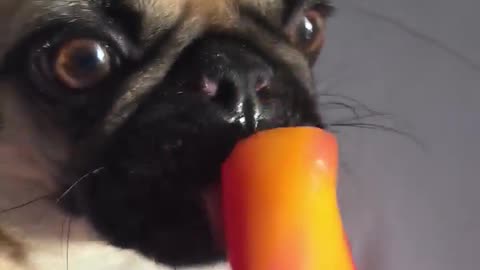 Pug enjoys favourite ice lolly treat