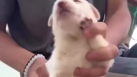 Cute dog dance
