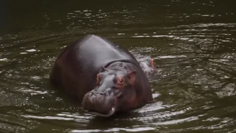 A hippopotamus