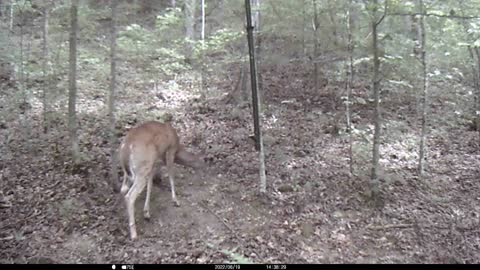 Deer Feeder Test