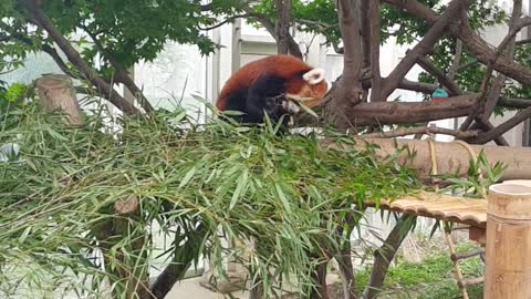 red panda very cute
