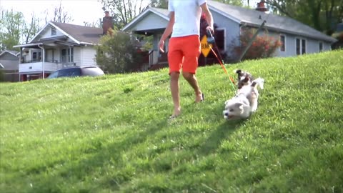 Retractable Dual Pet Dog Walking Leash